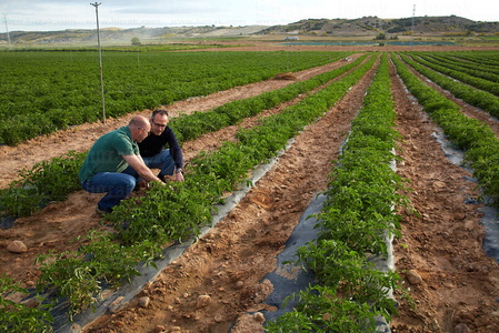 013PXE_0309-Agricultura. Ribera Alta. Navarra