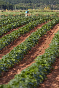 013PXE_0310-Cultivo de calabacines. Agricultura. Ribera Alta. Na