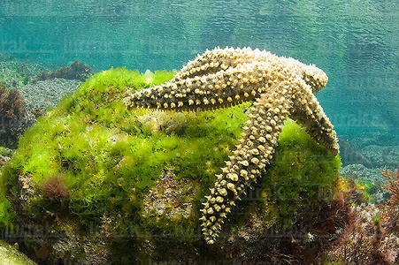  014AIA_0019-Estrella de mar y sustrato de algas. Mar Cantábrico. San Sebastián, Gipuzkoa, Euskadi