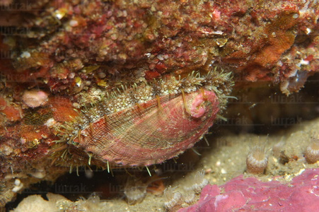 014AIA_0039-Oreja de mar. Haliotis tuberculata. Costa vasca. San Sebastián, Gipuzkoa, Euskadi