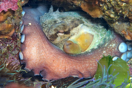  014AIA_0045-Pulpo. Octopus vulgaris. Mar Cantábrico. San Sebastián, Gipuzkoa, Euskadi