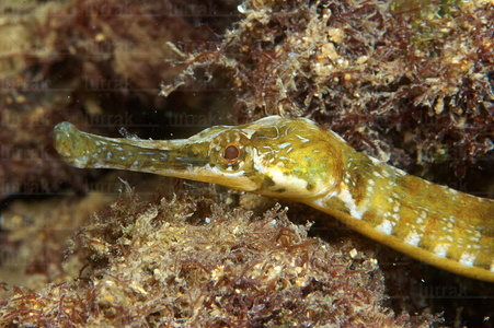  014AIA_0083-Syngnathus acus en el Mar Cantábrico. San Sebastián, Gipuzkoa, Euskadi