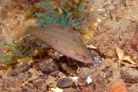  014AIA_0084-Symphodus cinereus. Reserva de Urdaibai. Mar Cantábrico. Mundaka, Bizkaia, Euskadi