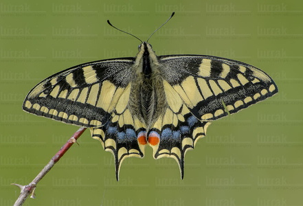 015IOS_0021-Mariposa-'Papilio machaon'-Garaio-Álava-Euskadi