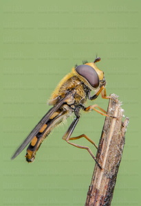 015IOS_0028-'Syrphidae sp' -Urdaibai-Bizkaia-Euskadi