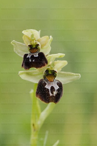 015IOS_0059-'Ophrys passionis'-Álava-Euskadi