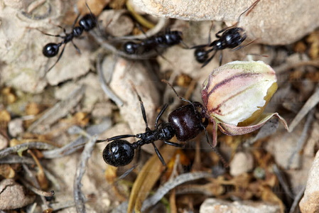 09734-Insectos-Bárdenas-Navarra