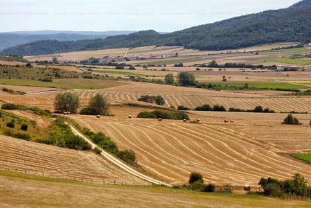 09901-Campos de cultivo de cereal,  Valle de Arana. San Vicente 