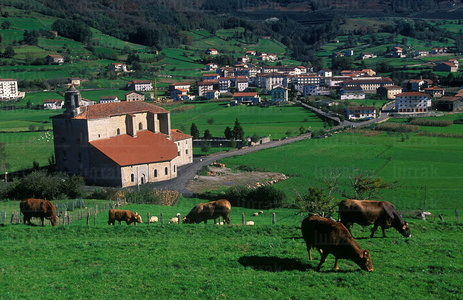 00382-Vacas-Pastos-Berastegi-Gipuzkoa-Euskadi