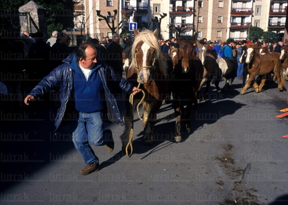 00820-Casero-Pottokas-Feria-Zumárraga-Euskadi