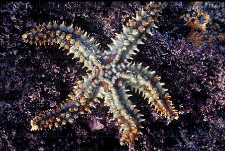 01775-Estrella de mar. Reserva de la Biosfera de Urdaibai