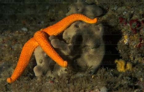 04581-Estrella de Mar. Esponja. Echinaster sepositus. Pachimasti