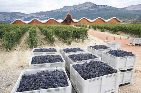 05065-Cajas con uva. Bodega Ysios, Laguardia, Alava, Euskadi