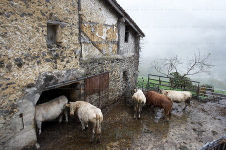 05105-Vacas en caserío de Albiztur. Gipuzkoa, Euskadi