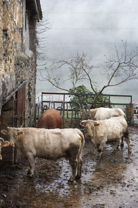 05109-Vacas. Albiztur, Guipúzcoa, Euskadi