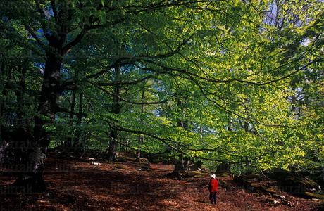05188-Parque Natural de Aizkorri. Gipuzkoa, Euskadi