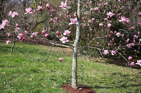 05388-Magnolia Serene. Pagoeta. Aia, Gipuzkoa, Euskadi