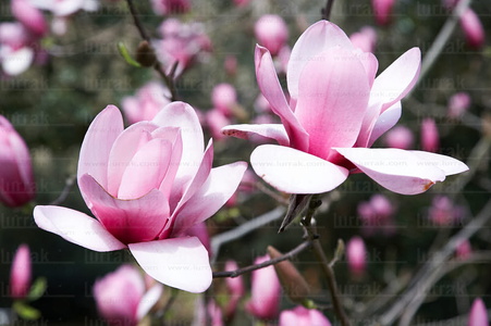 05389-Magnolia Serene. Pagoeta. Aia, Gipuzkoa, Euskadi