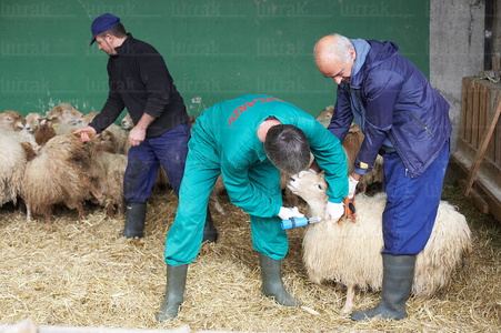 05873-Veterinarios vacunan ovejas. Granja Fraisoro, Zizurkil, Gi