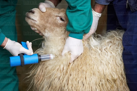05874-Veterinarios vacunan ovejas. Granja Fraisoro, Zizurkil, Gi