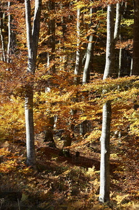 06035 -Hayedo en otoño. Alava, Euskadi
