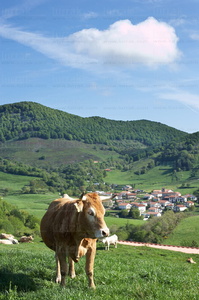 06564-Ternera. Beruete. Valle de Ulzama. Navarra