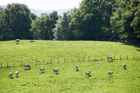 06580-Vacas. Eltzaburu. Valle de Ulzama. Navarra