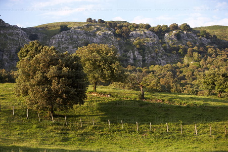 06717-Encinar de Sopeóa. Karrantza, Bizkaia, Euskadi