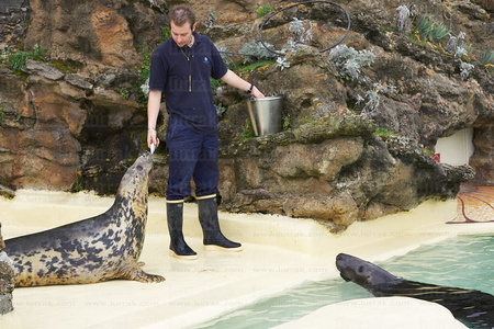 07511-Dando de comer a focas. Museo del Mar. Biarritz, Lapurdi, 