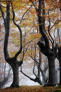 07528-Hayedo en otoño. Parque Natural de Urkiola, Bizkaia, Eusk
