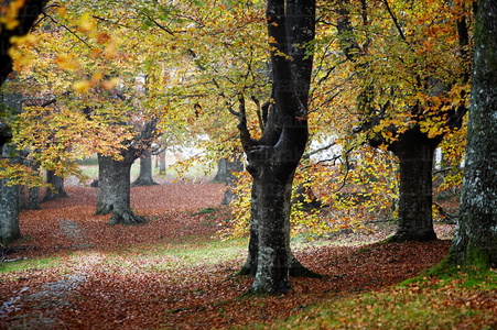 07529-Hayas en otoño. Parque Natural de Urkiola, Bizkaia, Euska