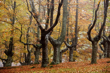 07533-Hayas en otoño. Parque Natural de Urkiola, Bizkaia, Euska
