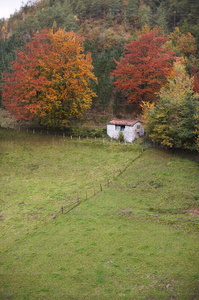 07636-Txabola y otoño. Zaldibia, Gipuzkoa, Euskadi