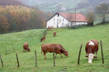 07898-Vacas pastando junto a un caserío. Bidegoian, Gipuzkoa, E