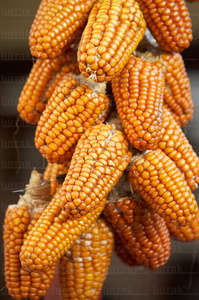 07903-Mazorcas de maíz. Feria de Santo Tomás. San Sebastián, 