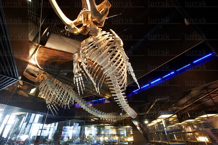08157-Esqueleto de Ballena. Aquarium. San Sebastián, Gipuzkoa, 
