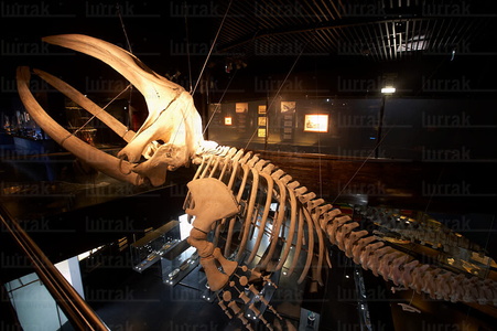 08164-Esqueleto de Ballena. Aquarium. San Sebastián, Gipuzkoa, 