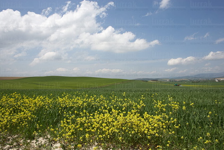08422-La Llanada alavesa en primavera. Gereñu, Alava, Euskadi