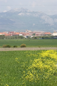 08423-La Llanada alavesa en primavera. Gereñu, Alava, Euskadi