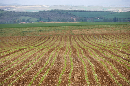 08427-Cultivos, Gereñu, Llanada Alavesa, Alava, Euskadi