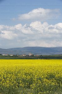 08429-Primavera en la Llanada Alavesa. Junguitu, Alava, Euskadi
