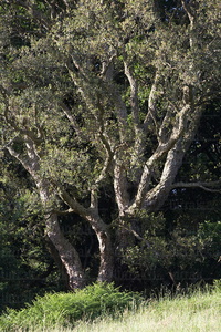 08504-Árboles Singulares. Alcornoque, Getaria, Gipuzkoa